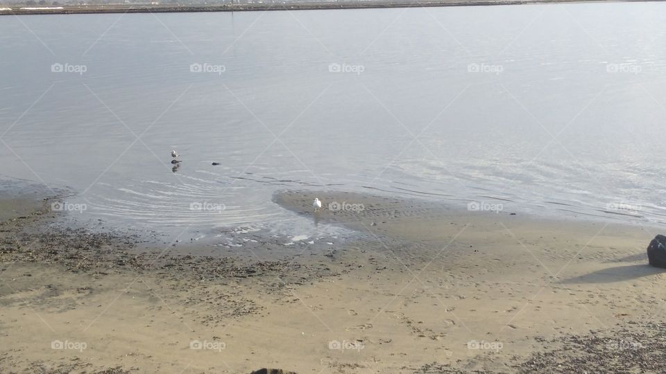 seagull playing