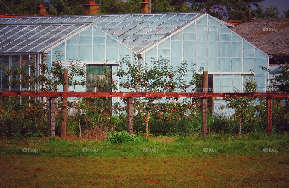 Greenhouse. Farm