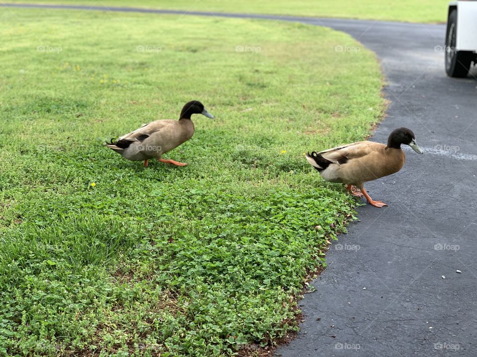 Ducks 