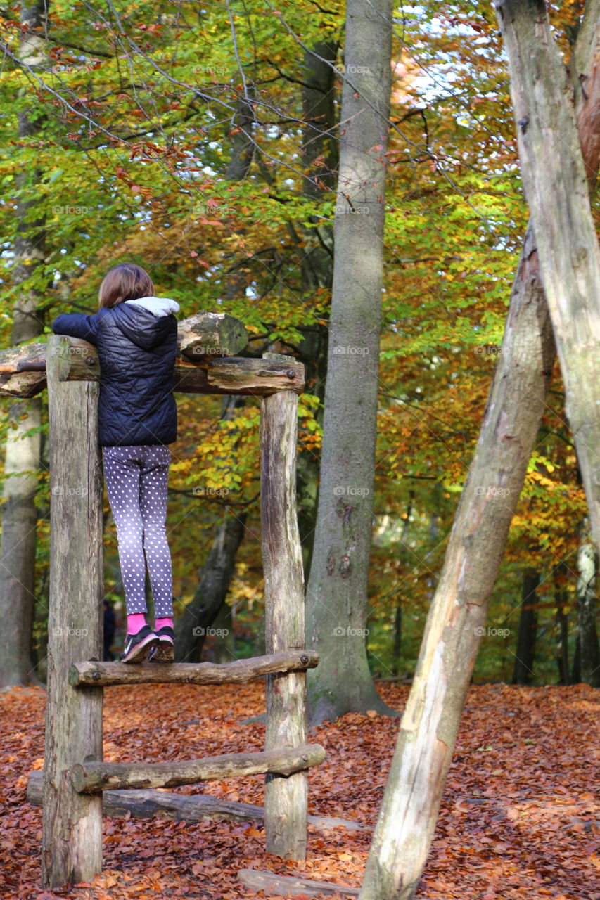 Fall, Wood, Leaf, Tree, Outdoors