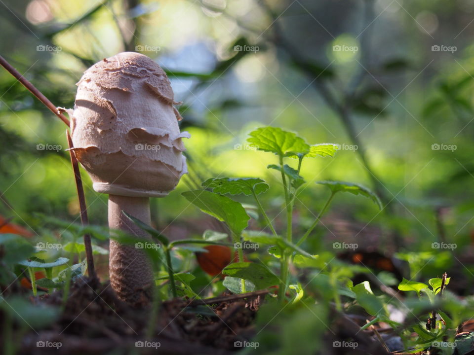 Brown mushroom in the forest