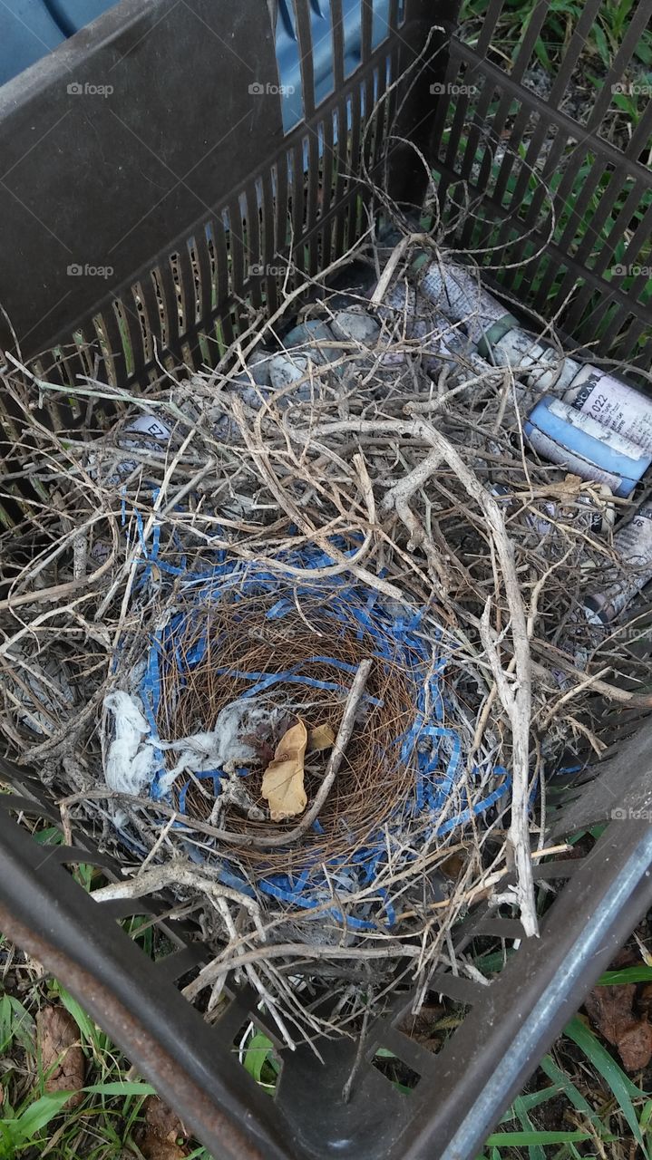 Bird's Nest