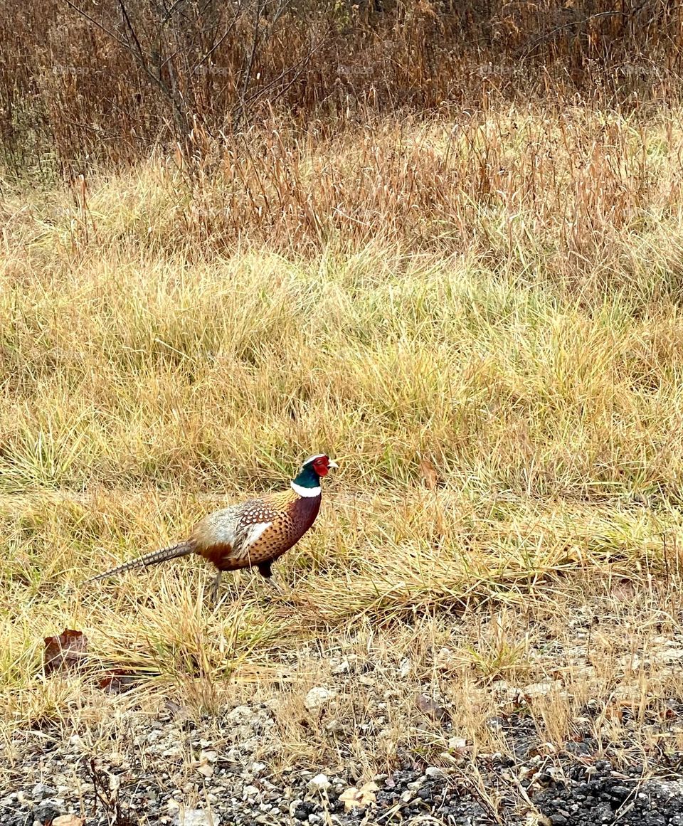 A pheasant walking in a field