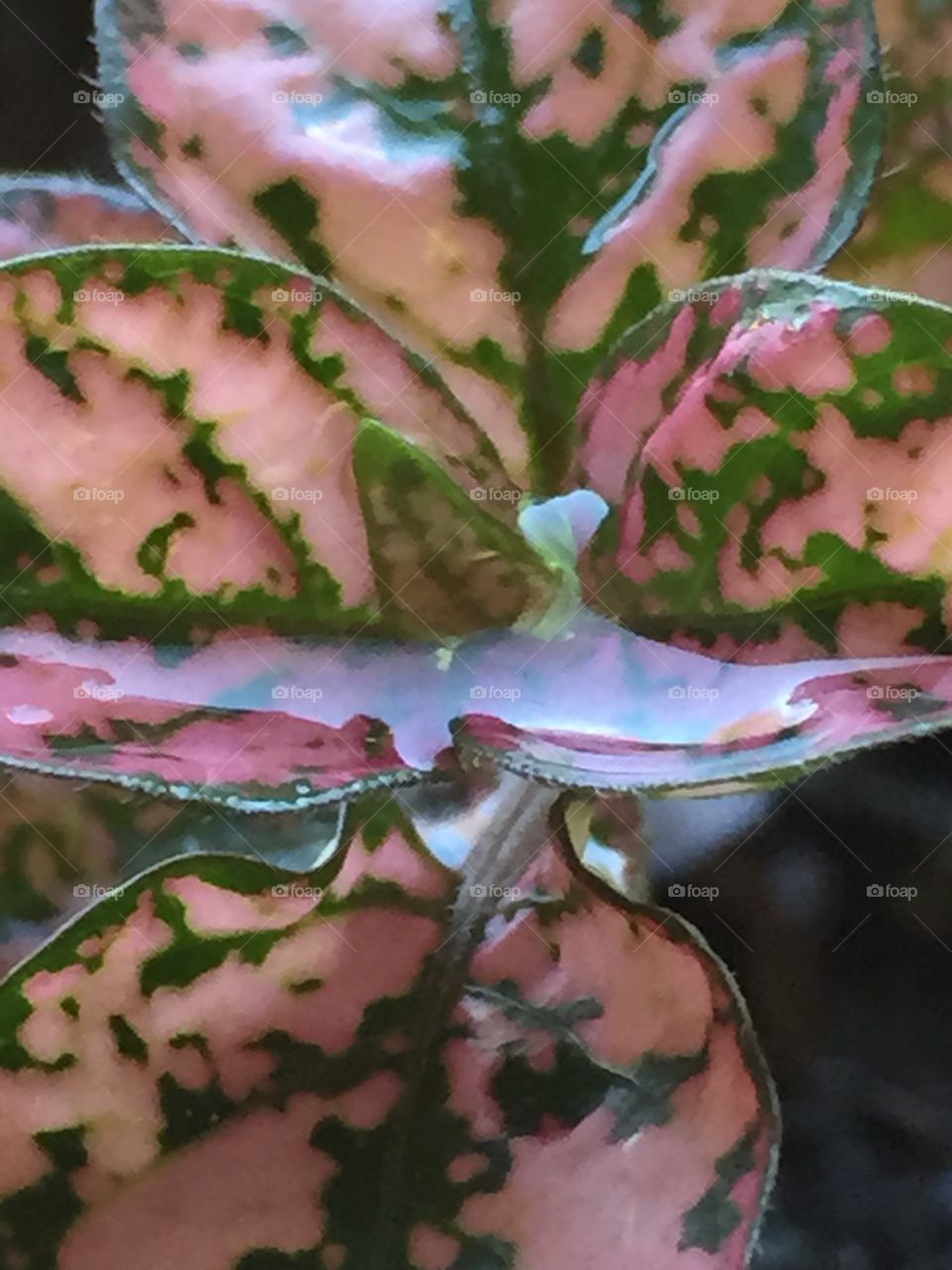 Water on pink polka dot plant