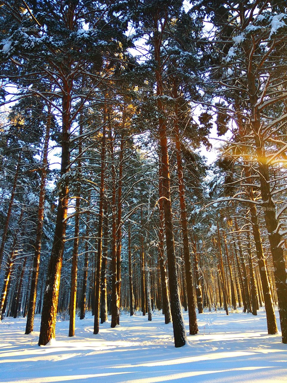Winter woodland at dawn