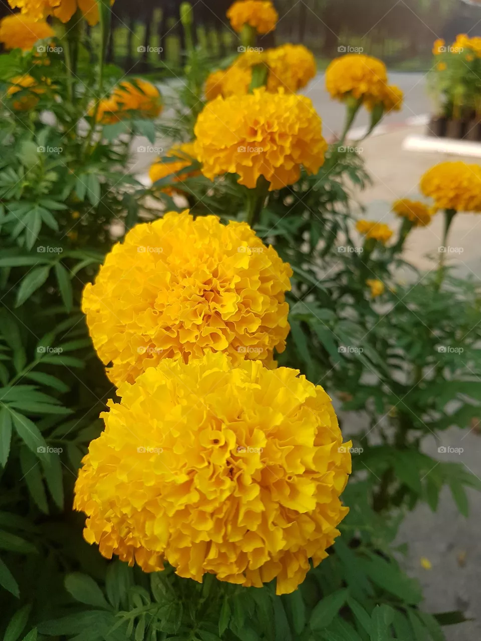 marigold