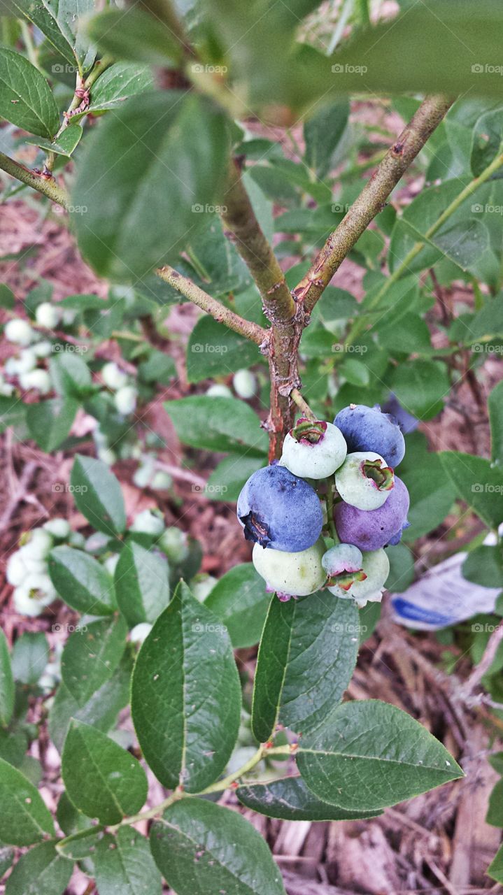 Blueberries. In my garden