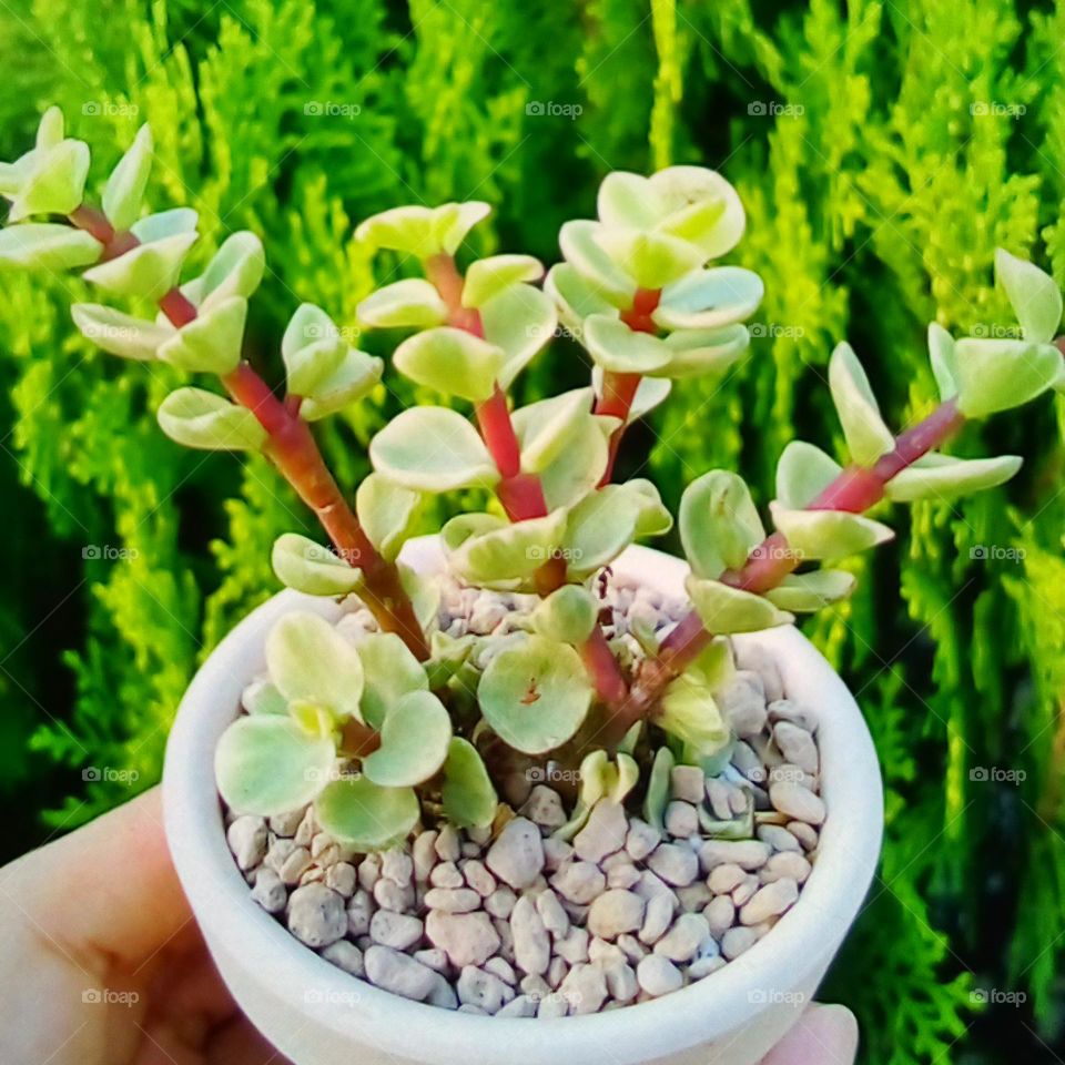 Vươn lên tầm cao.