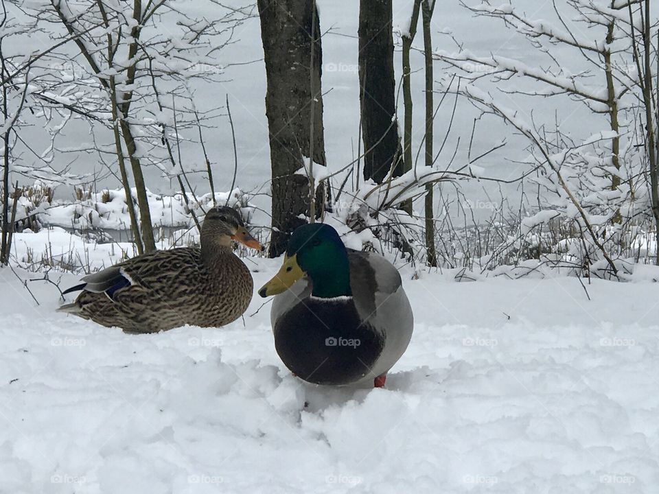 Duck and the winter 
