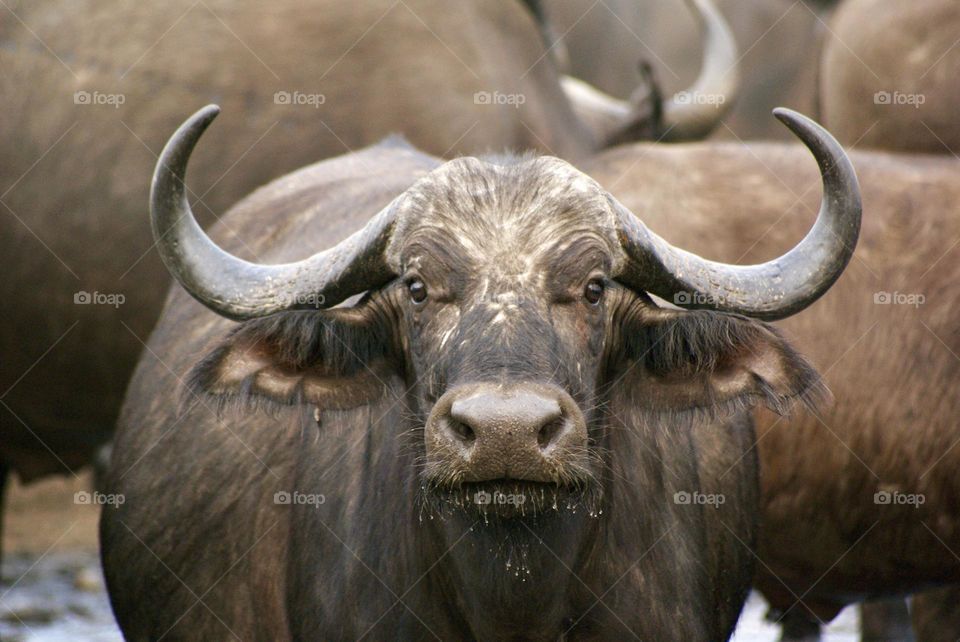 A buffalo listening to my camera click at the watering hole - “dribbles”