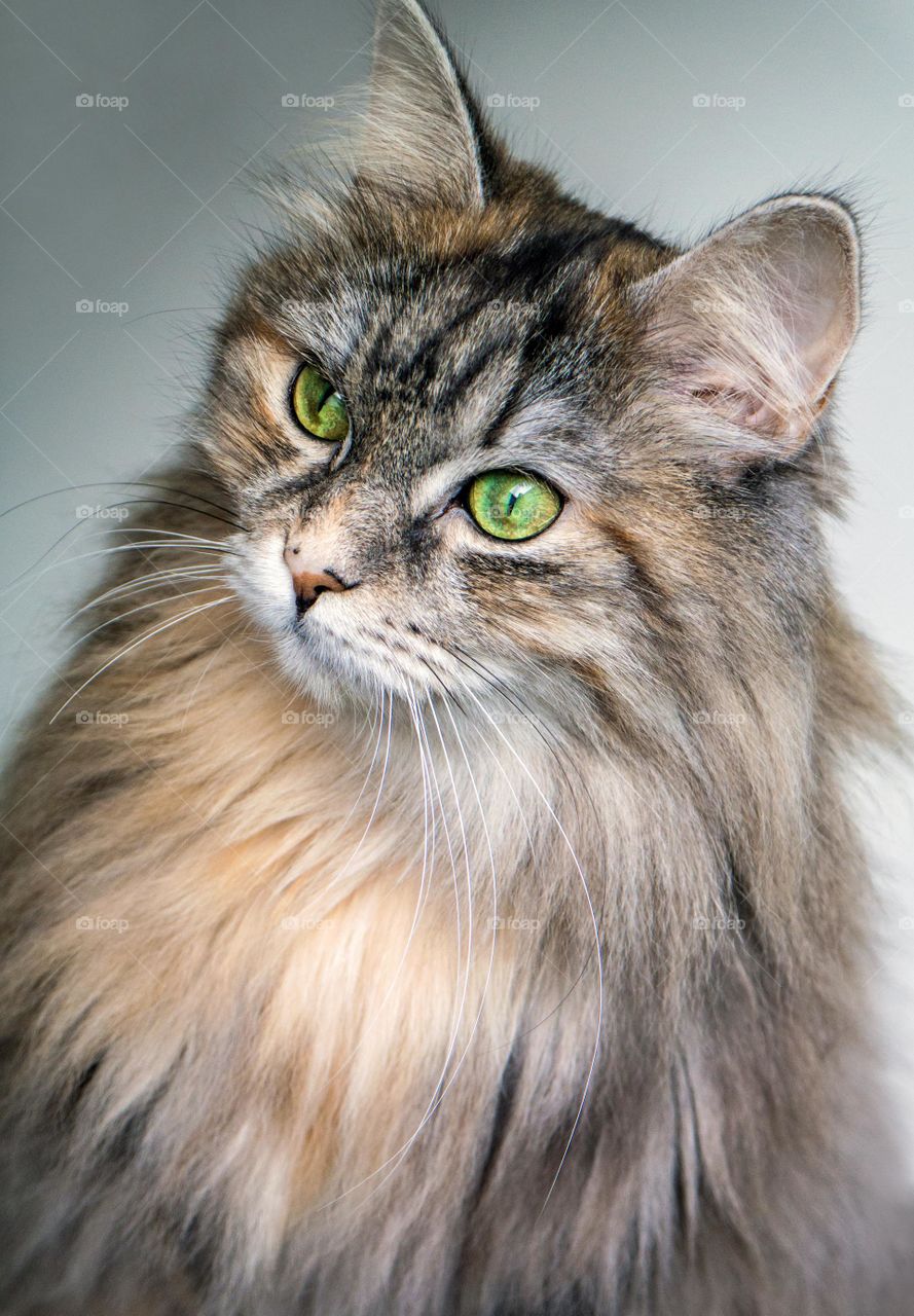 Focus photography of long fur brown cat