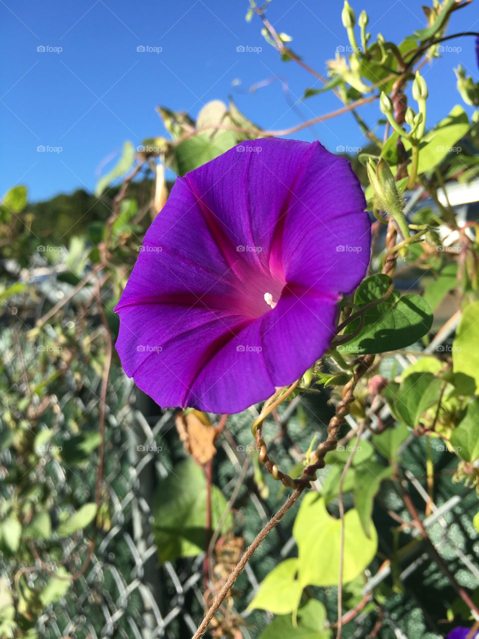 Purple flower