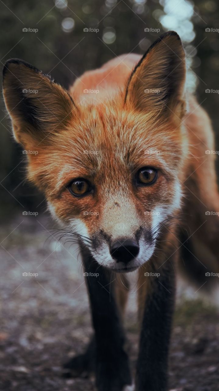 Fox