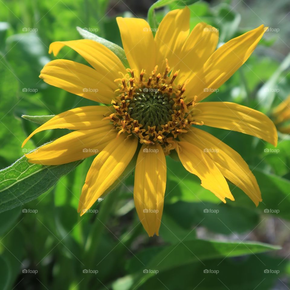 fresh wildflower spring bloom