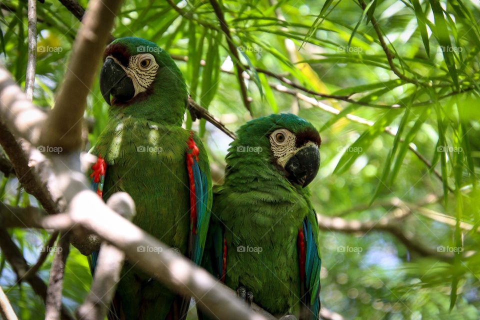 Couple of Green parrots