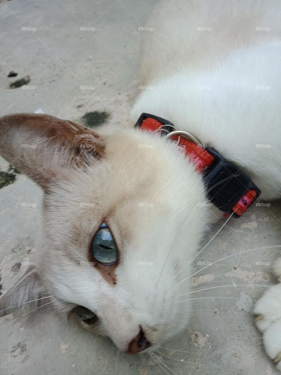 Blue eyes cat