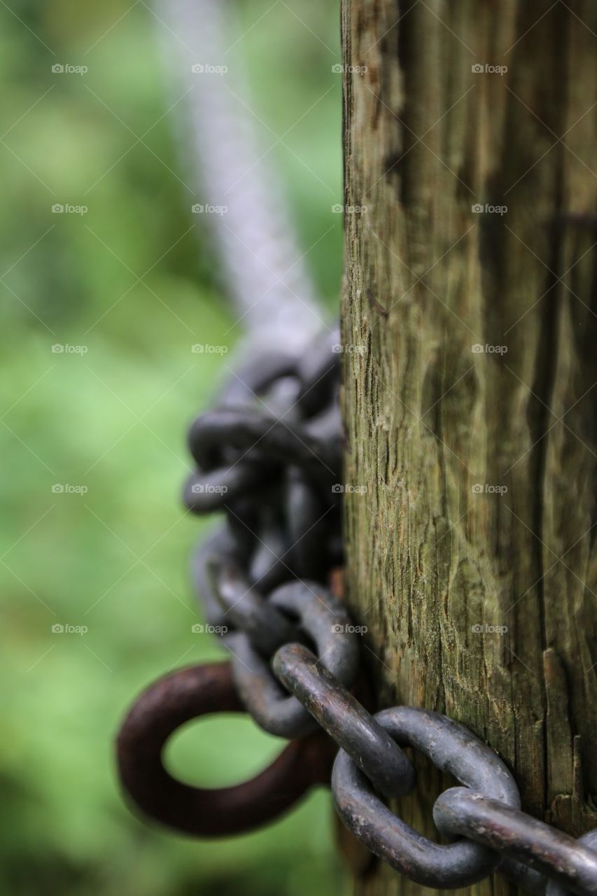 Chain around tree. Chain around tree