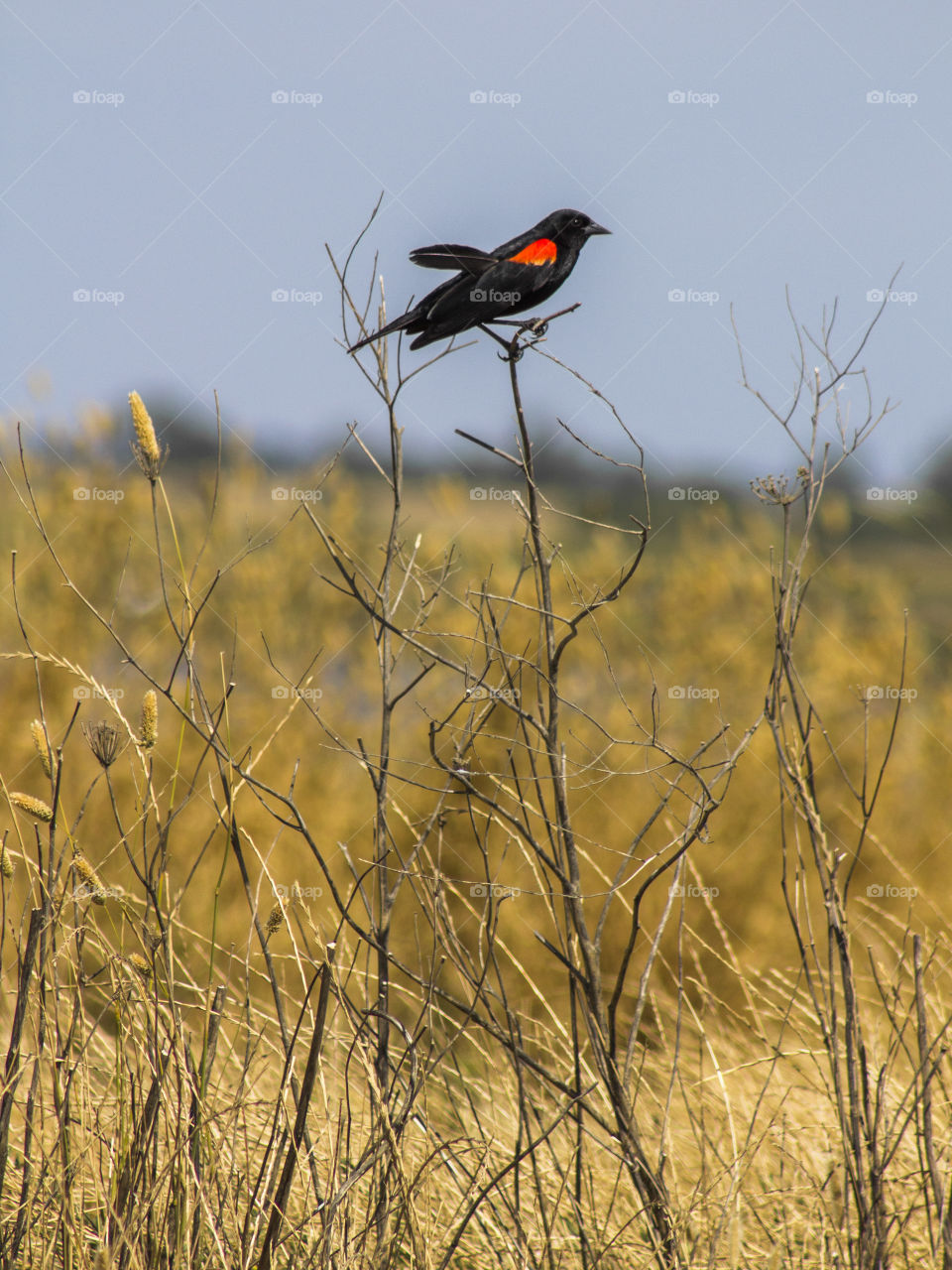 Red-winged blackbird, taken in the Yolo Bypass Wildlife Area