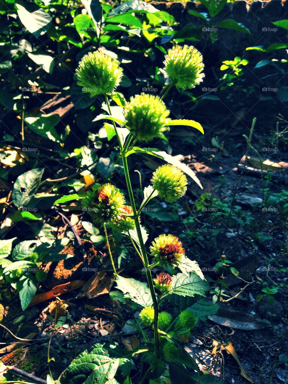 Spiny flowers the beautiful one