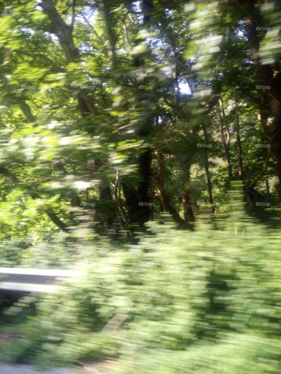 blur trees 🍃🍃