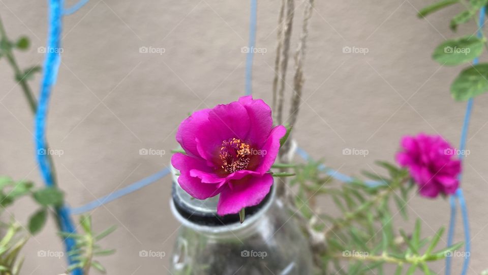 Pink flowers