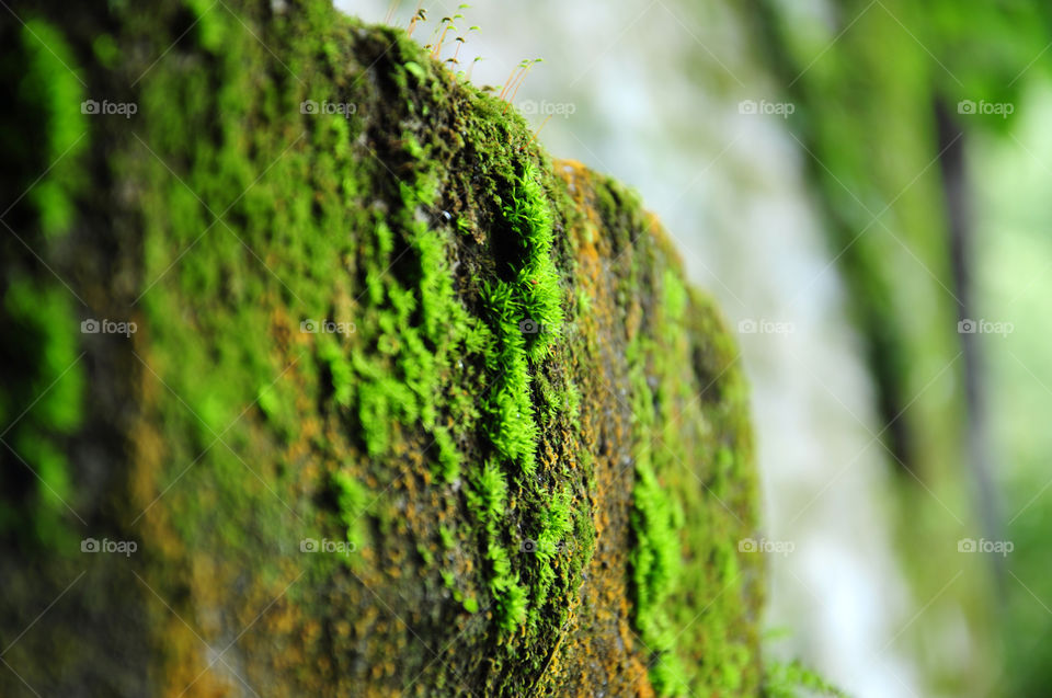 Close-up of moss covered on rock