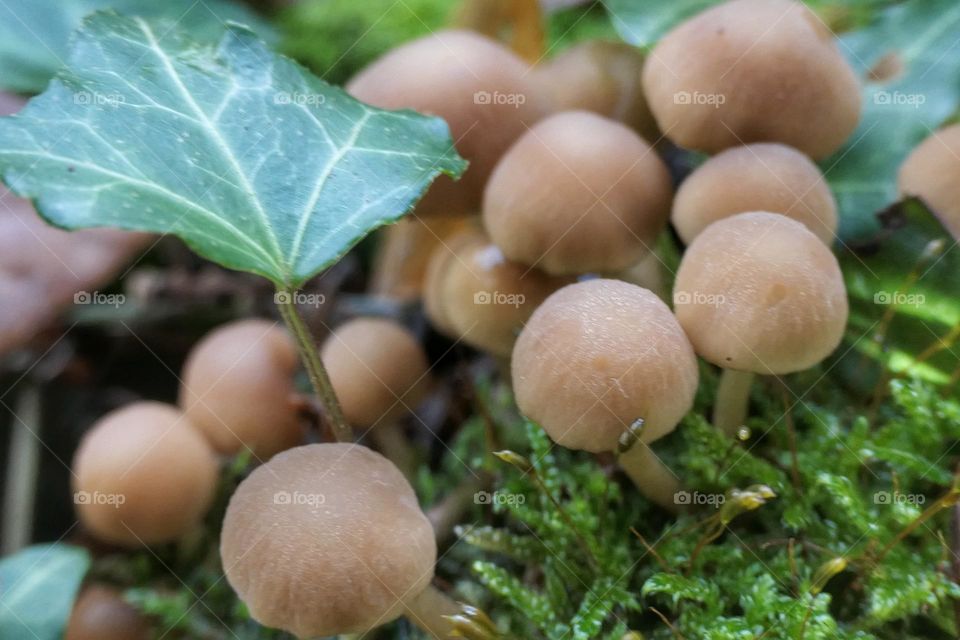 Small mushrooms in the moss