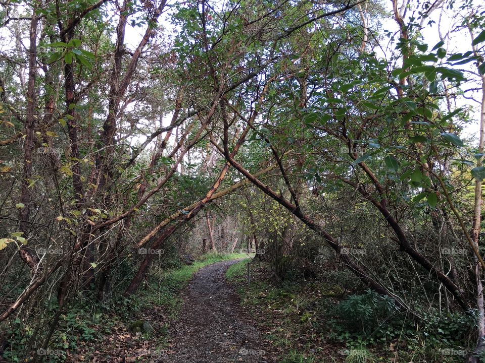 Wandering into the forest