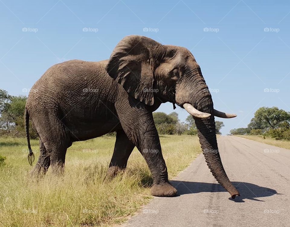 Elephants in Kruger Park Africa