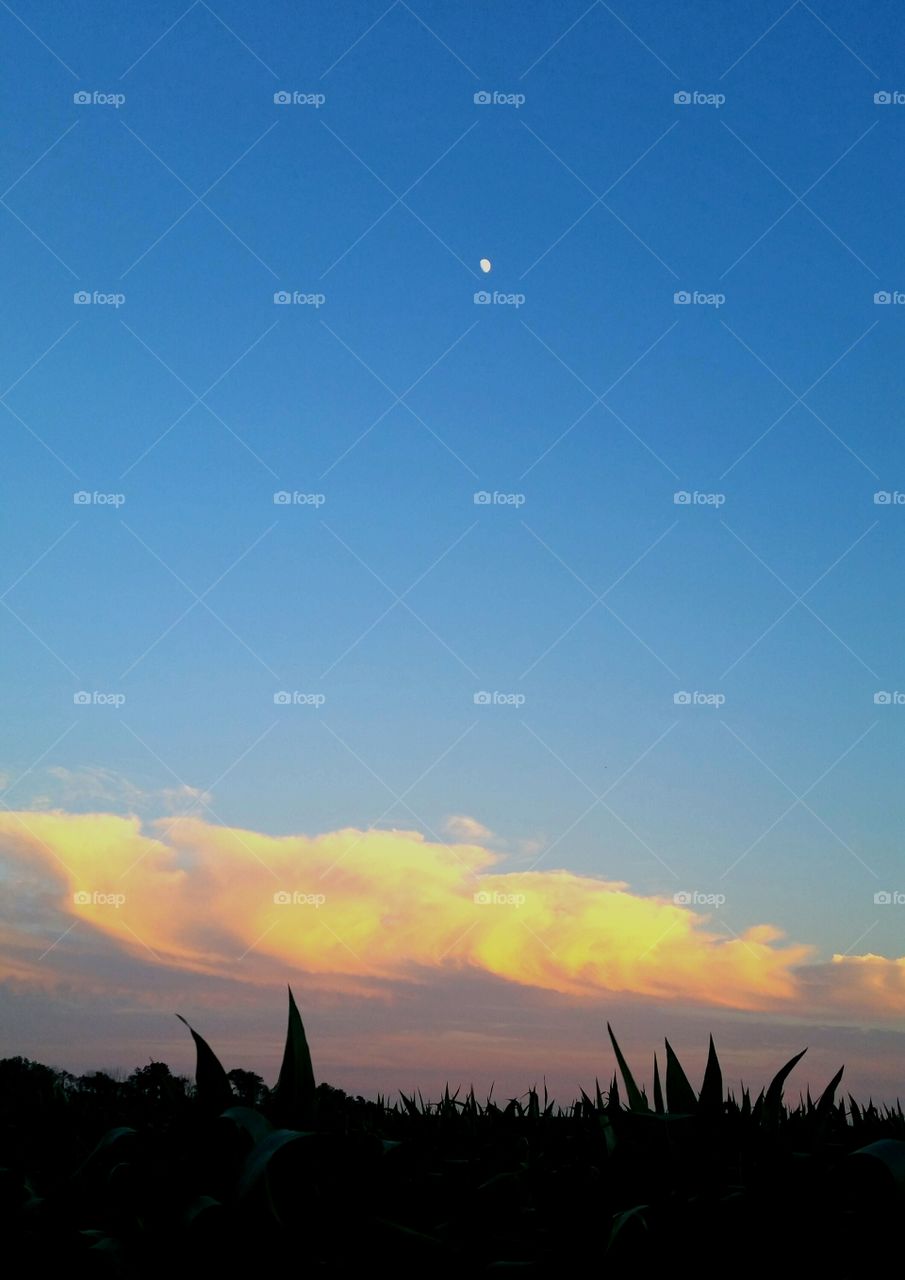 Corn, clouds, sky, moon