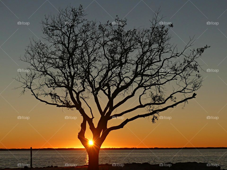 Magic Sunrise and Sunset - crepuscular rays or beams of light shining through the opening of the lone tree on the bay