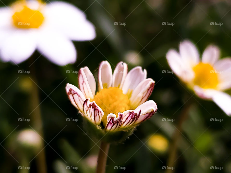 Close up of three beautiful blackfoot daisy flowers. Two have fully bloomed and the one that is front and center is just beginning to bloom.