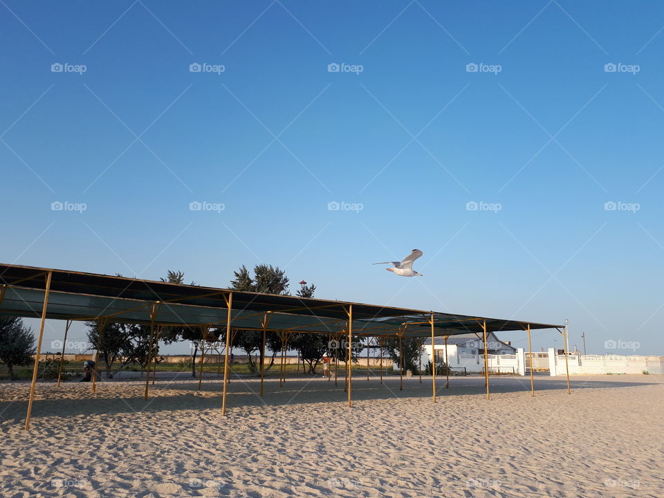 Bird fly under the beach