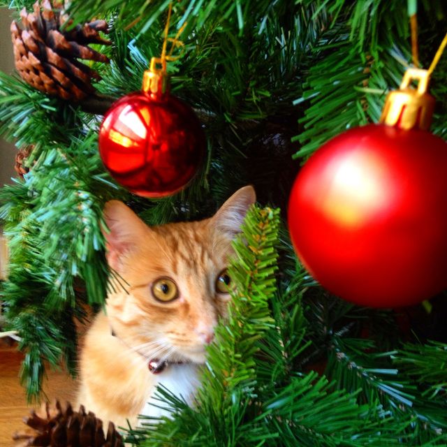 Christmas cat. Christmas cat