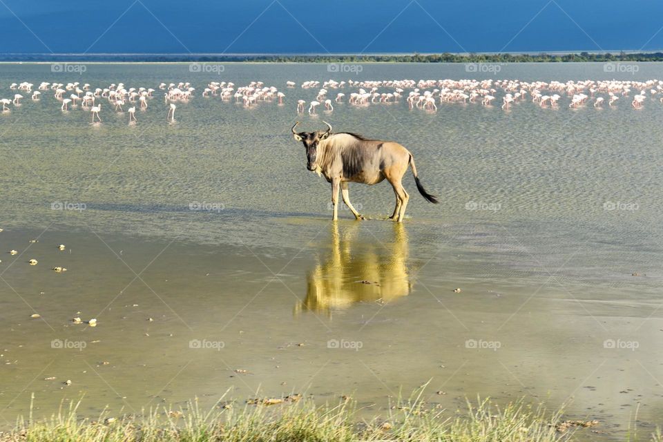 Wildebeest in the lake with flamingos in the background 