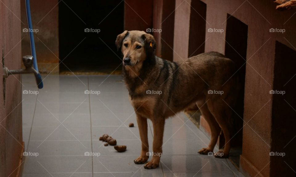 Dog, Mammal, Canine, Portrait, No Person