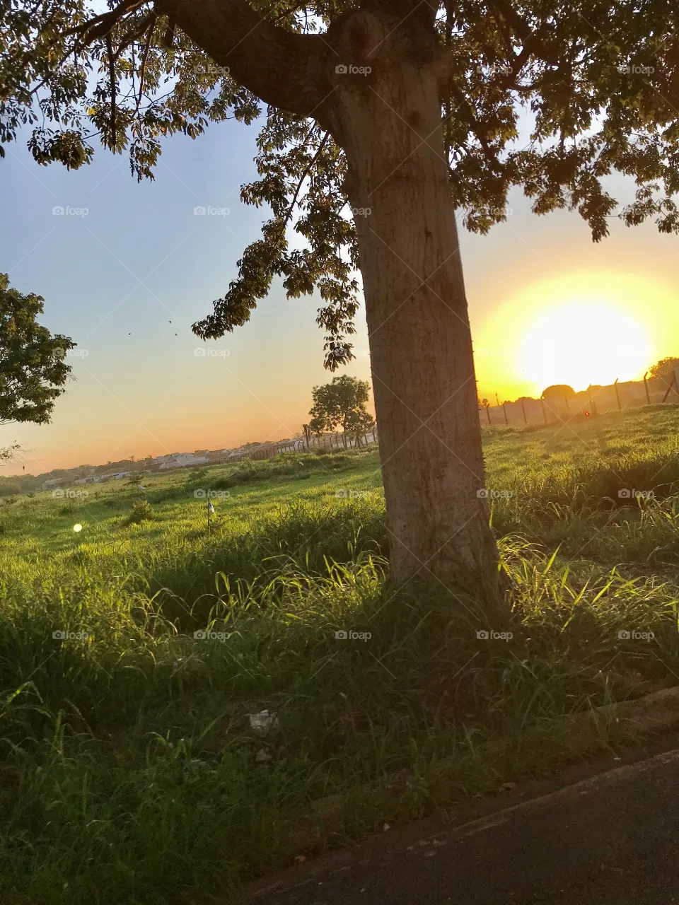 Tree Sunset 
