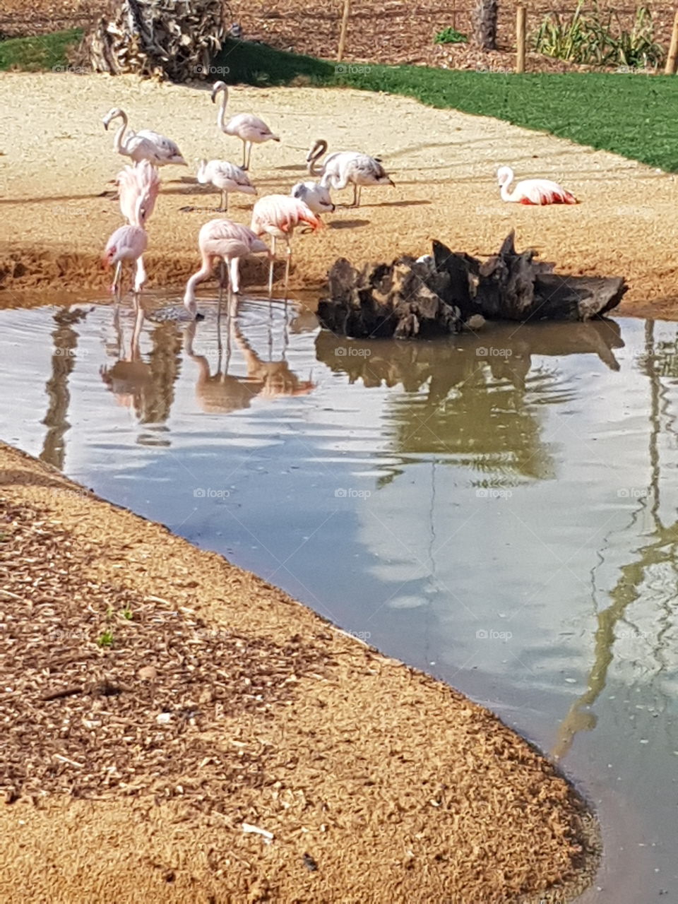 flamands roses parc animalier