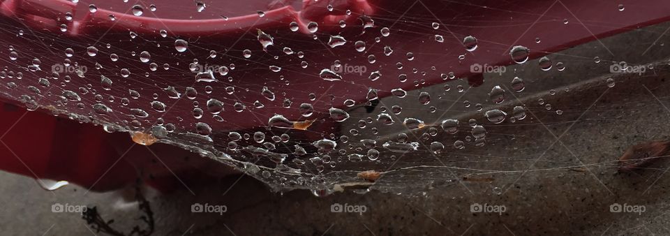 Web in rain 