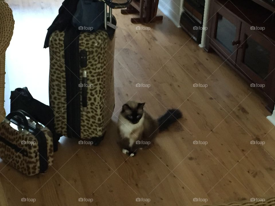 Cat Wants To Go On Vacation 