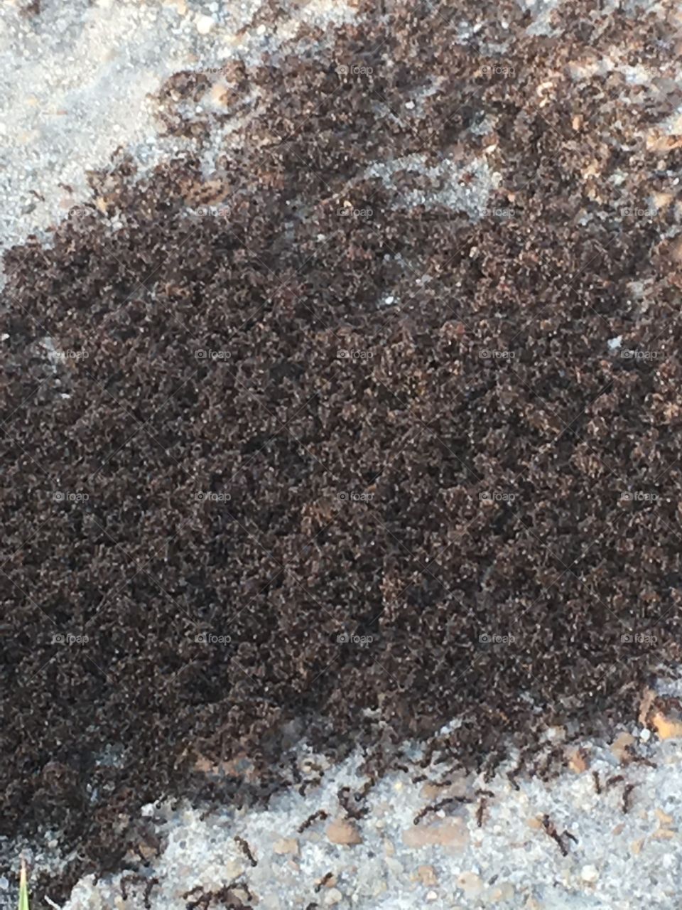 Ant colonizing 