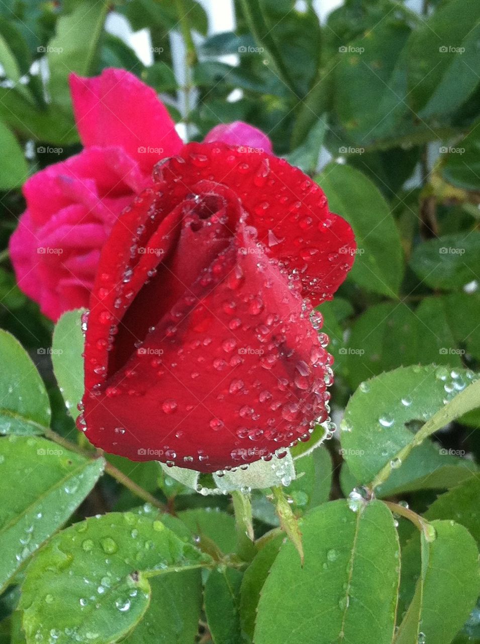 Early morning rose