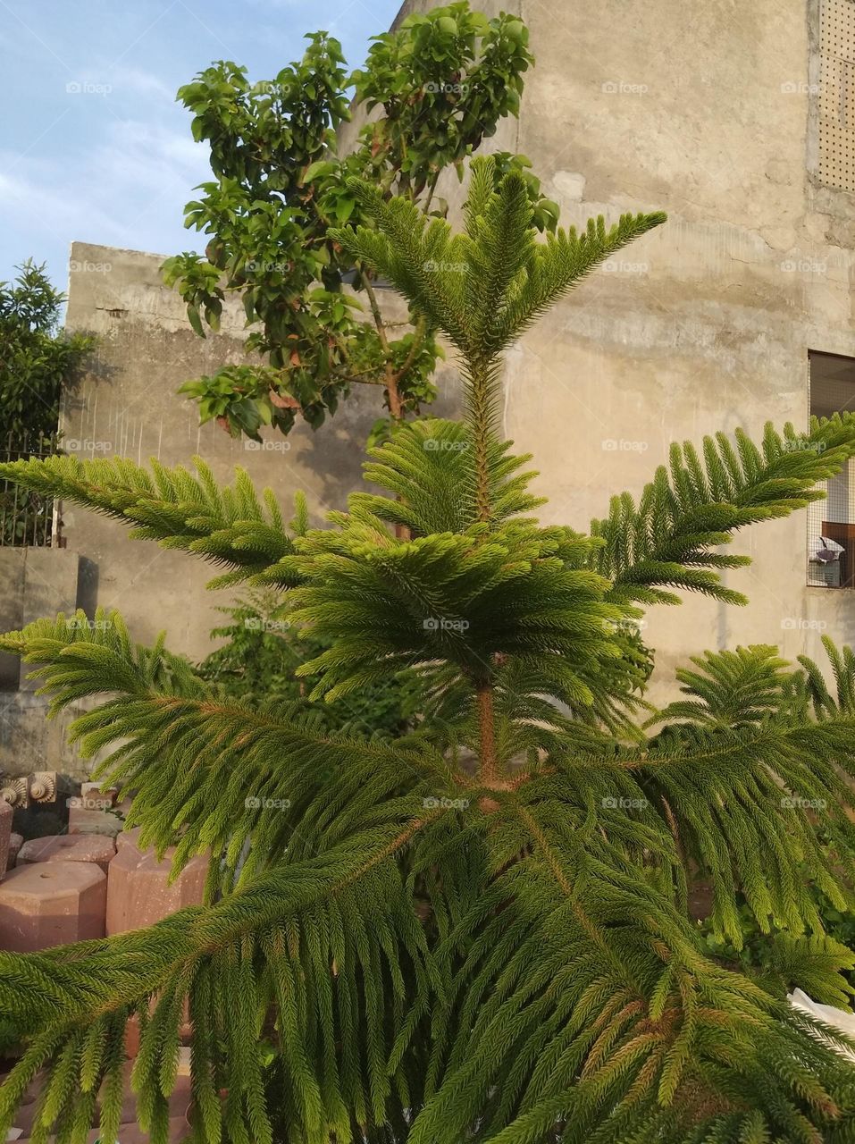 green shurb small size looks very beautiful generally found everywhere seasonal fresh