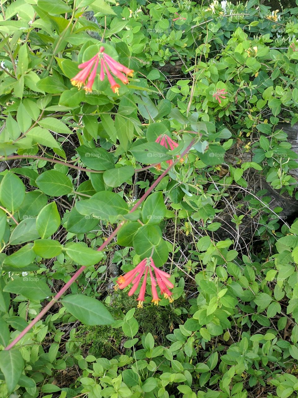 red honeysuckle