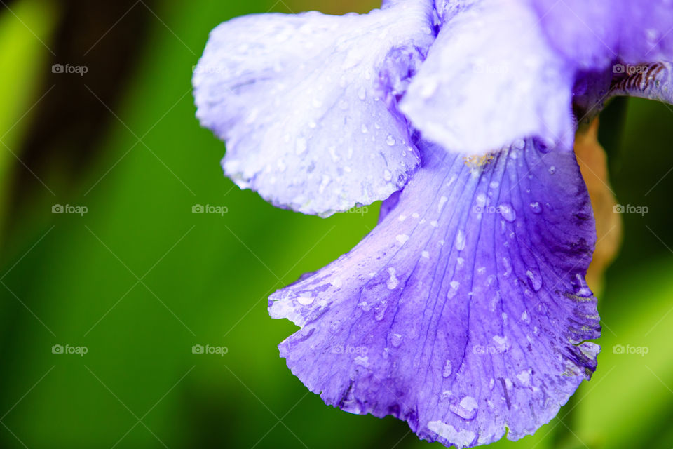 Detail of a purple Iris flower