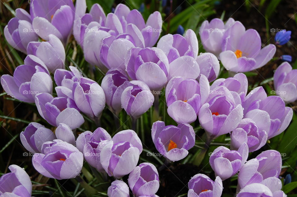 Crocus. First signs of spring - the crocus