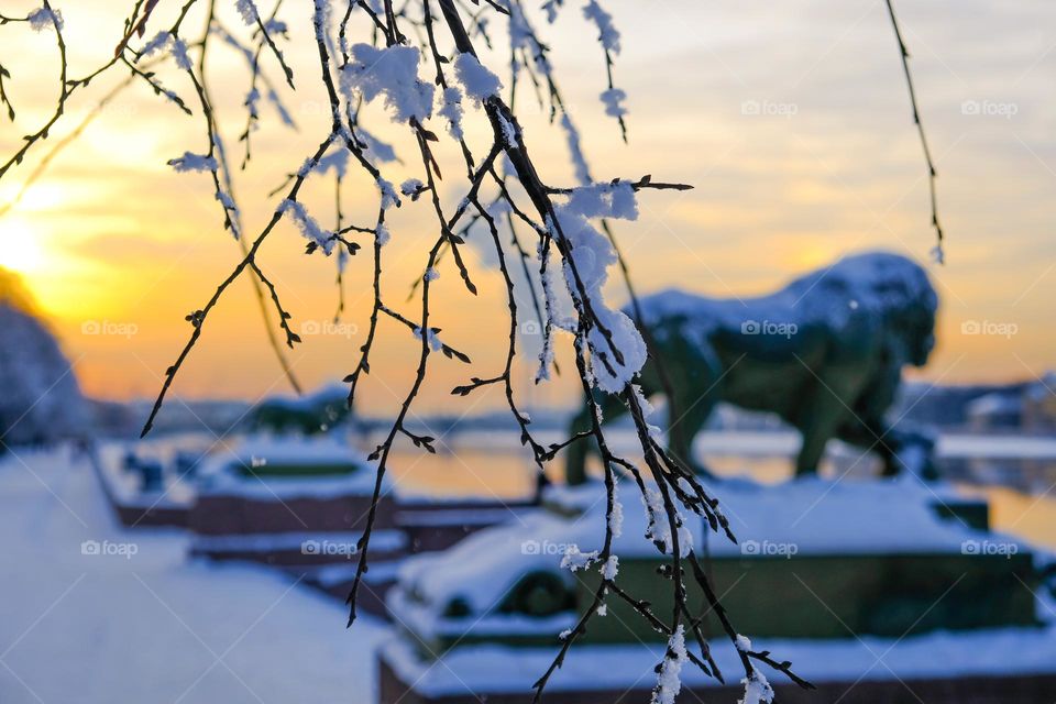 A winter sunset with snow branch and snow covered marble embankment with lion sculpture.