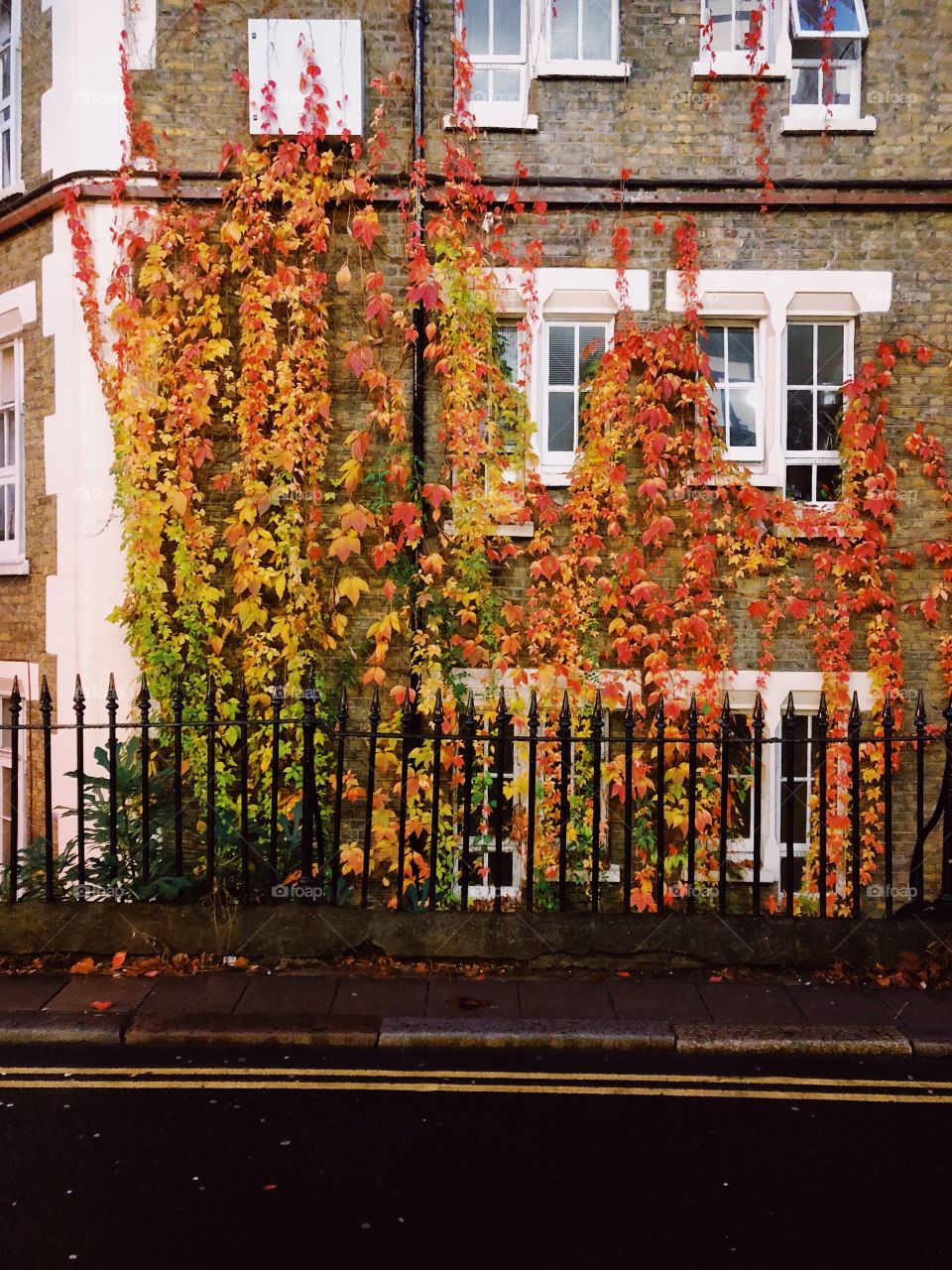 Virginia creeper winding its way up stone coloured exposed brick building. Autumnal colored leaves in green, yellow, orange and red. Sidewalk and double yellow lines visible and black iron railings