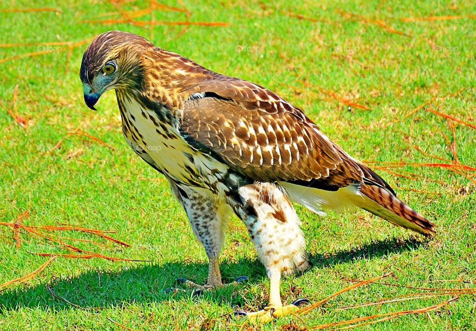 Hawk on grass