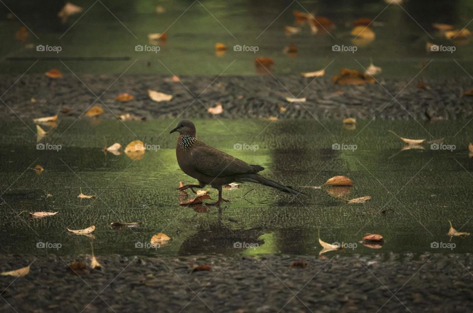 雨天